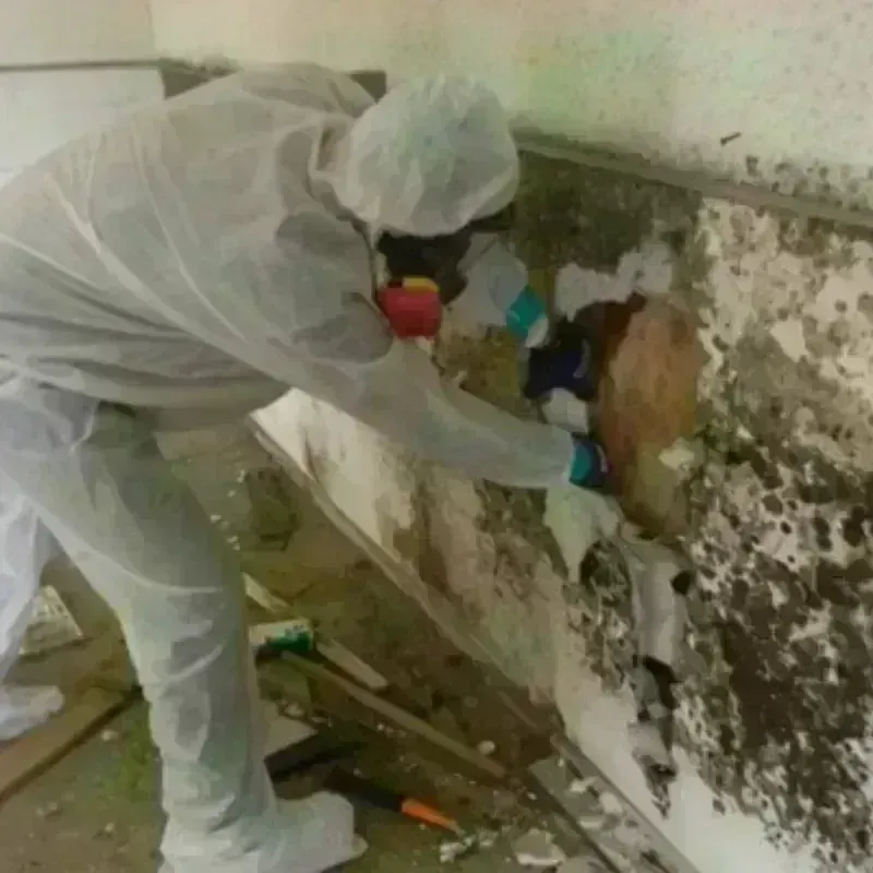 Mold Remediation and Removal in Lincoln Park, PA